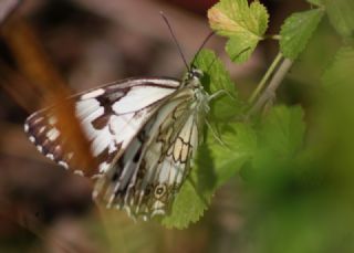 Akdeniz Melikesi (Melanargia titea)