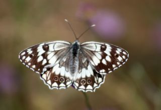 Anadolu Melikesi (Melanargia larissa)