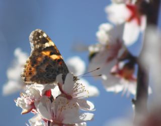 Diken Kelebei (Vanessa cardui)