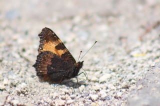 Aglais (Aglais urticae)