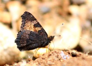 Aglais (Aglais urticae)
