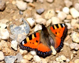 Aglais (Aglais urticae)