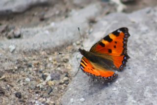 Aglais (Aglais urticae)