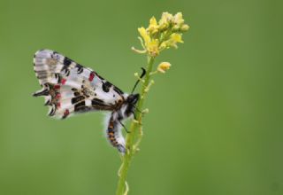 Orman Fistosu&nbsp;(Allancastria &nbsp;cerisyi)