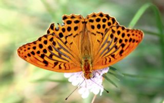 Cengaver (Argynnis paphia)
