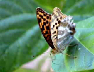 Cengaver (Argynnis paphia)