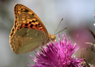 Bahadr (Argynnis pandora)