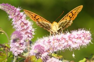 Cengaver (Argynnis paphia)