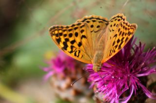 Bahadr (Argynnis pandora)