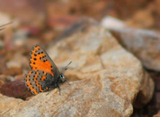 Akbes Gelincii (Tomares nesimachus)