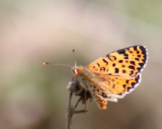 Benekli parhan (Melitaea didyma)