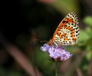 Benekli parhan (Melitaea didyma)