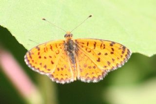 Gzel parhan (Melitaea syriaca)