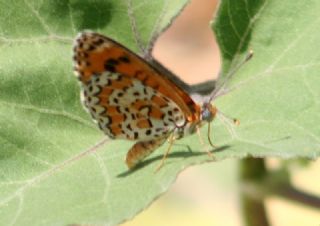 Gzel parhan (Melitaea trivia)