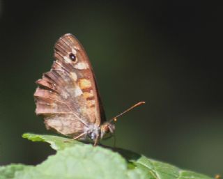 Karanlk Orman Esmeri (Pararge aegeria)