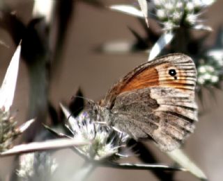 Kk Zpzp Perisi (Coenonympha pamphilus)
