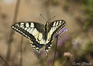 Benekli parhan (Melitaea didyma)