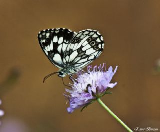 Krlangkuyruk (Papilio machaon)