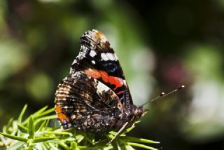 Atalanta (Vanessa atalanta)