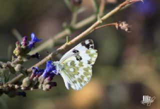 Yeni Beneklimelek (Pontia edusa)