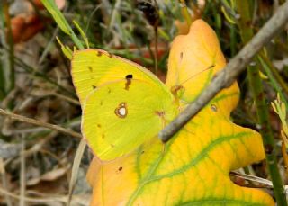 Sar Azamet (Colias croceus)