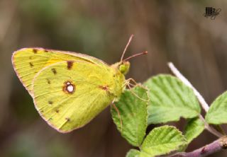 Sar Azamet (Colias croceus)