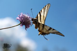 Erik Krlangkuyruk (Iphiclides podalirius)