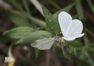 Narin Orman Beyaz (Leptidea sinapis)