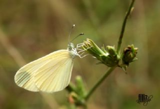 Narin Orman Beyaz (Leptidea sinapis)