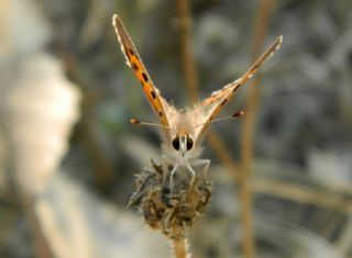 Benekli Bakr Gzeli (Lycaena phlaeas)