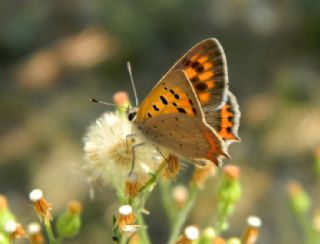 Benekli Bakr Gzeli (Lycaena phlaeas)