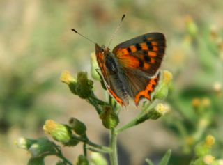 Benekli Bakr Gzeli (Lycaena phlaeas)