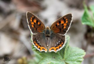 Benekli Bakr Gzeli (Lycaena phlaeas)