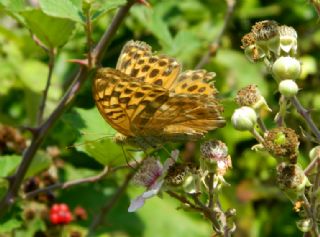 Cengaver (Argynnis paphia)