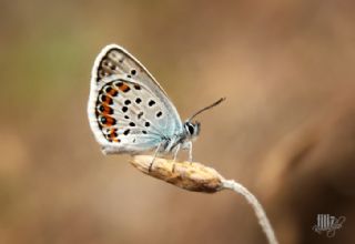 Gm Lekeli Esmergz (Plebejus argus)