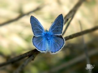 okgzl Mavi (Polyommatus icarus)