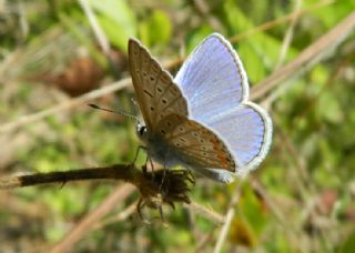 okgzl Mavi (Polyommatus icarus)