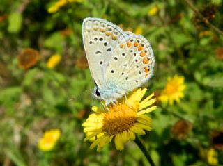 okgzl Mavi (Polyommatus icarus)