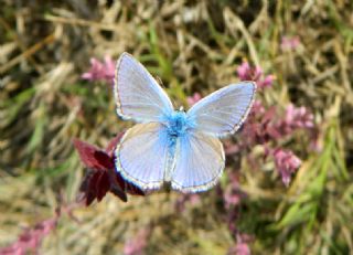 okgzl Mavi (Polyommatus icarus)