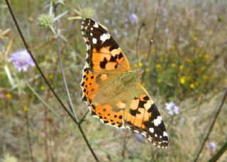 Diken Kelebei (Vanessa cardui)