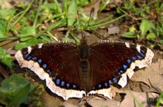 Sar Bandl Kadife (Nymphalis antiopa)