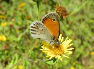 Kk Zpzp Perisi (Coenonympha pamphilus)