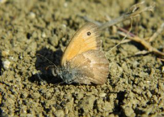 Kk Zpzp Perisi (Coenonympha pamphilus)