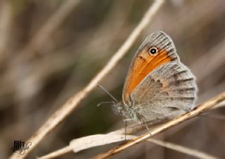 Kk Zpzp Perisi (Coenonympha pamphilus)