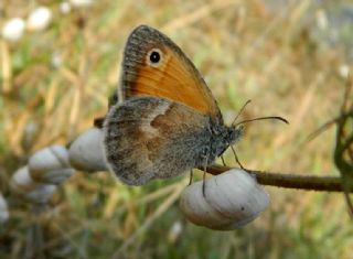 Kk Zpzp Perisi (Coenonympha pamphilus)