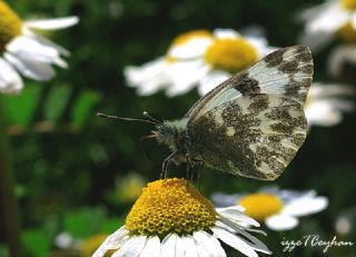 Yeni Beneklimelek (Pontia edusa)