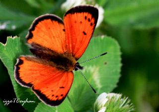 Osmanl Atei (Lycaena ottomanus)