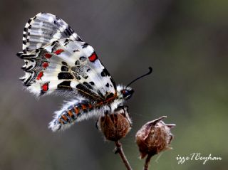 Orman Fistosu (Allancastria  cerisyi)