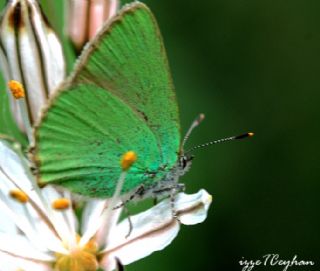 Zmrt (Callophrys rubi)