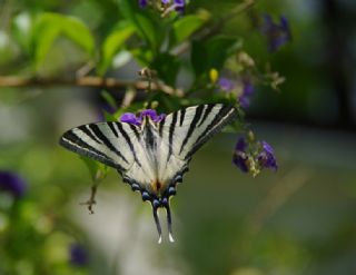 Erik Krlangkuyruk (Iphiclides podalirius)